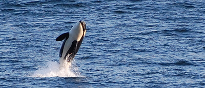 Orca whale breaching. Photo by Alex Shapiro.